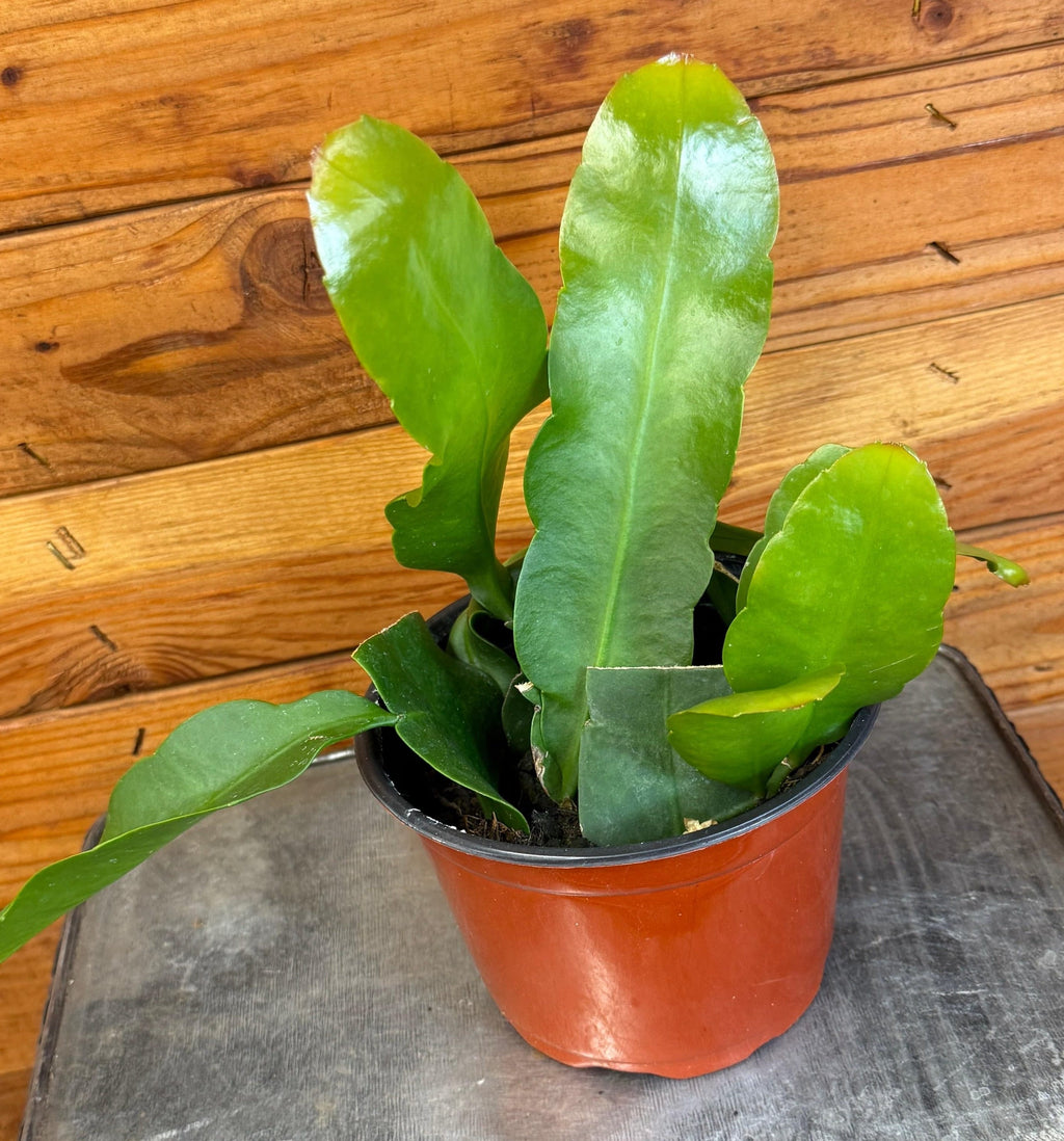 Queen of the Night Orchid Cactus (Epiphyllum), 6-inch Plant — product image 4
