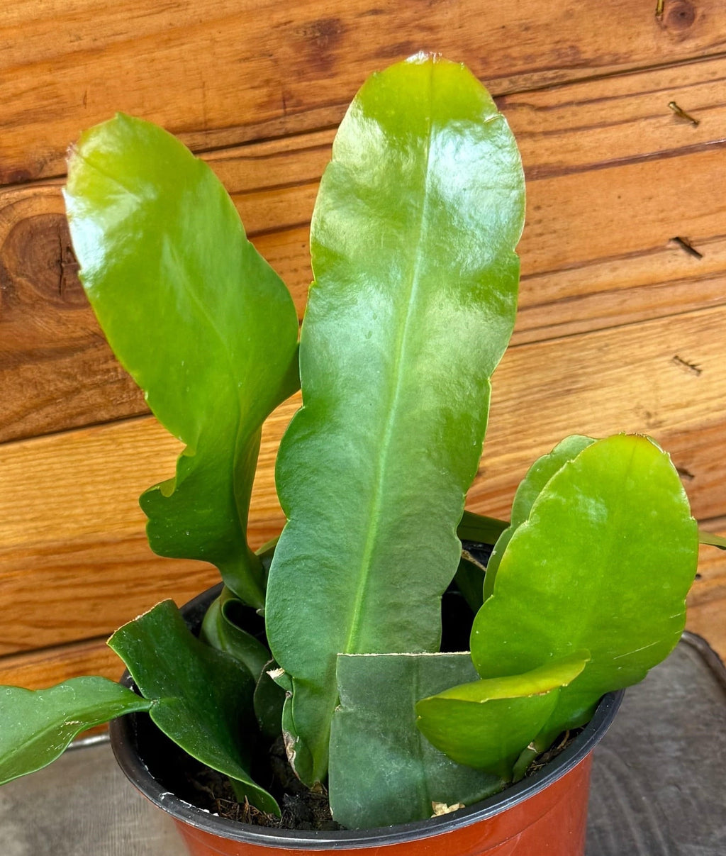 Queen of the Night Orchid Cactus (Epiphyllum), 6-inch Plant — product image 3