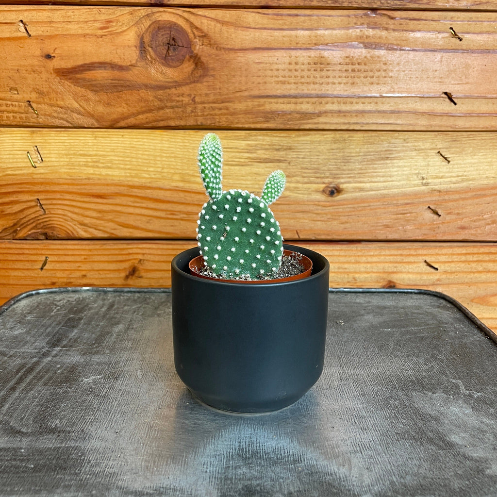 Opuntia Microdasys Albispina, 2-inch Plant