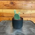 Opuntia Microdasys Albispina, 2-inch Plant