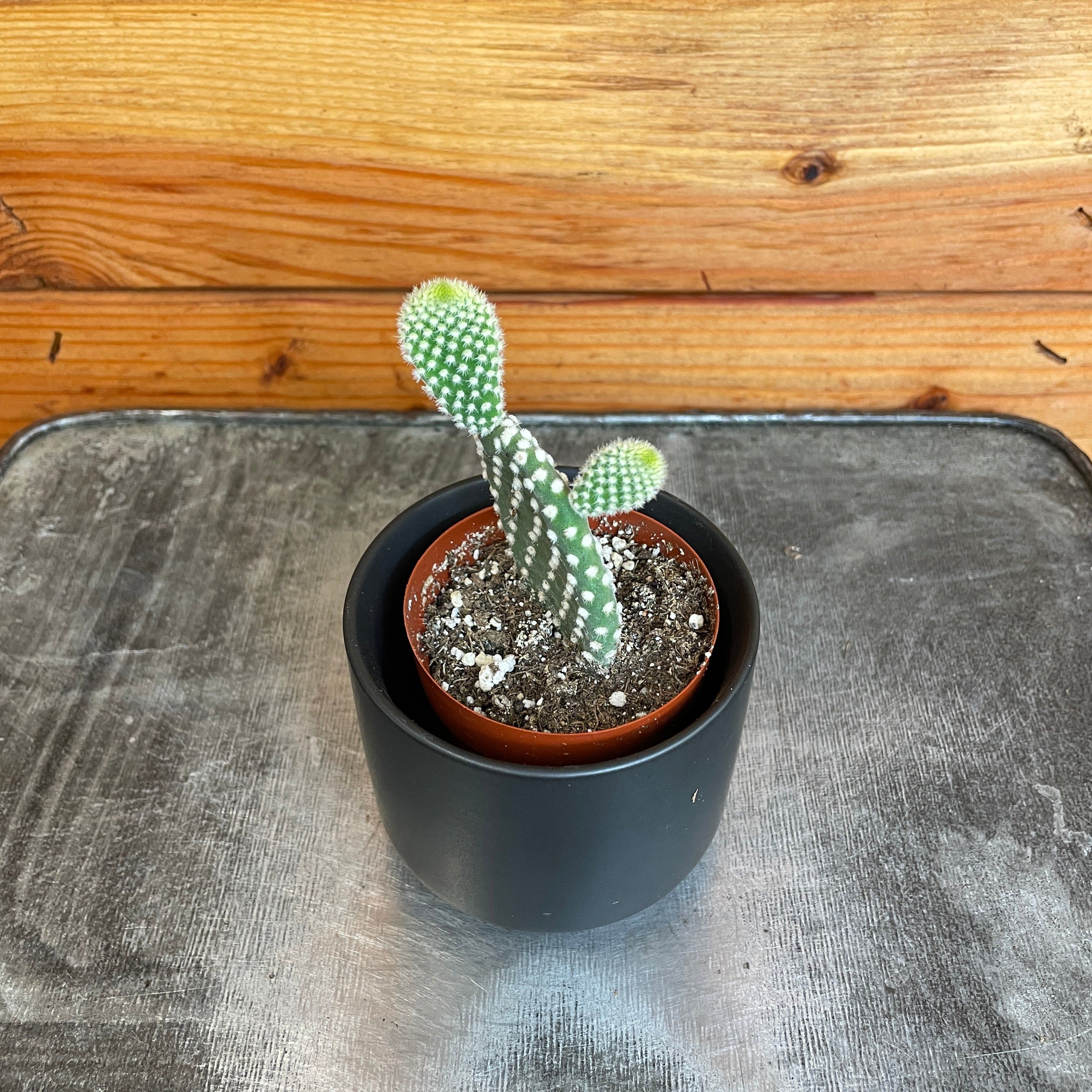 Opuntia Microdasys Albispina, 2-inch Plant — product image 2