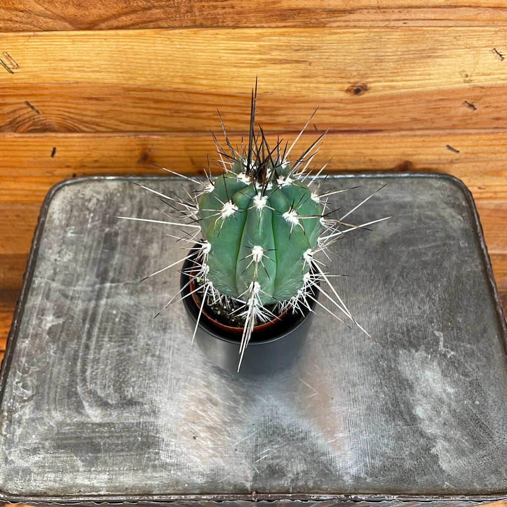 Pachycereus Pringlei, 2-inch Plant — product image 2