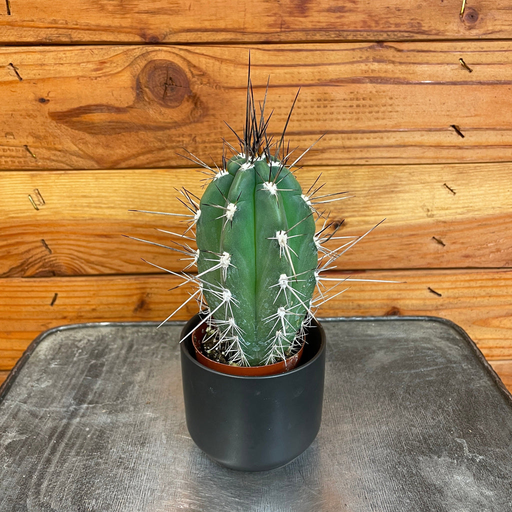 Pachycereus Pringlei, 2-inch Plant