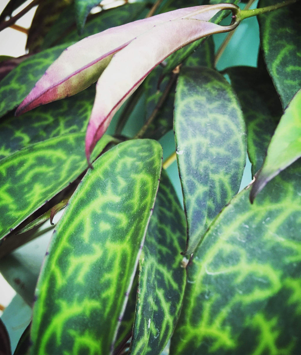 Pink tubular Black Pagoda lipstick plant flower among patterned green leaves