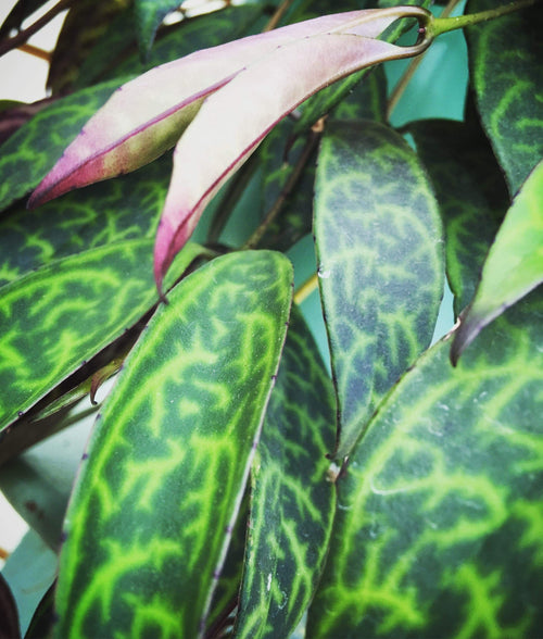 Pink tubular Black Pagoda lipstick plant flower among patterned green leaves
