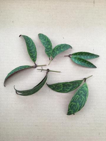 Unrooted Black Pagoda lipstick plant cuttings with patterned green leaves