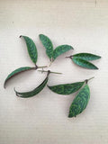 Unrooted Black Pagoda lipstick plant cuttings with patterned green leaves