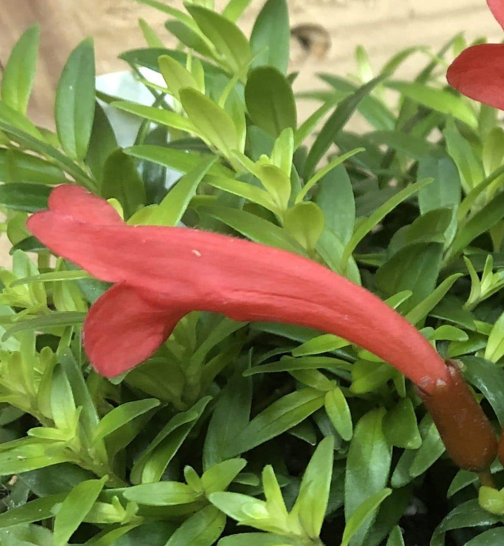Aeschynanthus 'Japhrolepis' Lipstick Plant, 2-inch Plant product image 5