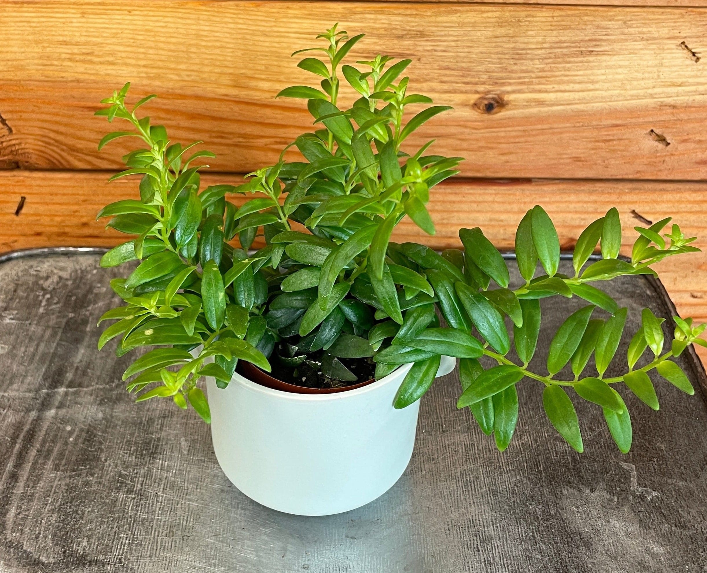 Aeschynanthus 'Japhrolepis' Lipstick Plant, 2-inch Plant product image 4