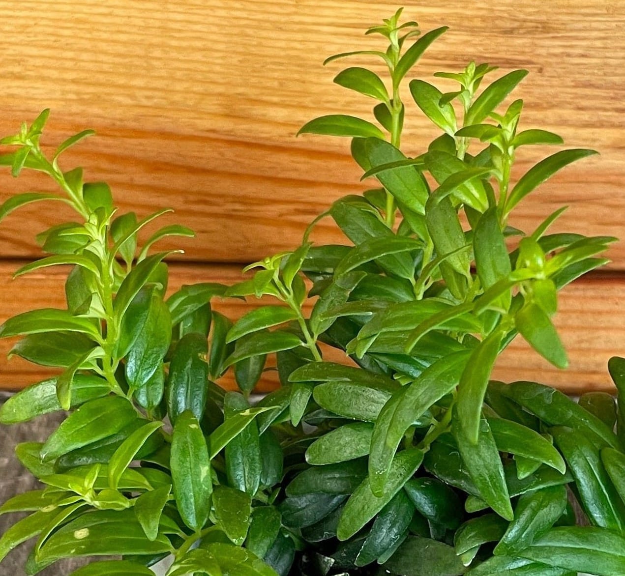 Aeschynanthus 'Japhrolepis' Lipstick Plant, 2-inch Plant product image 3
