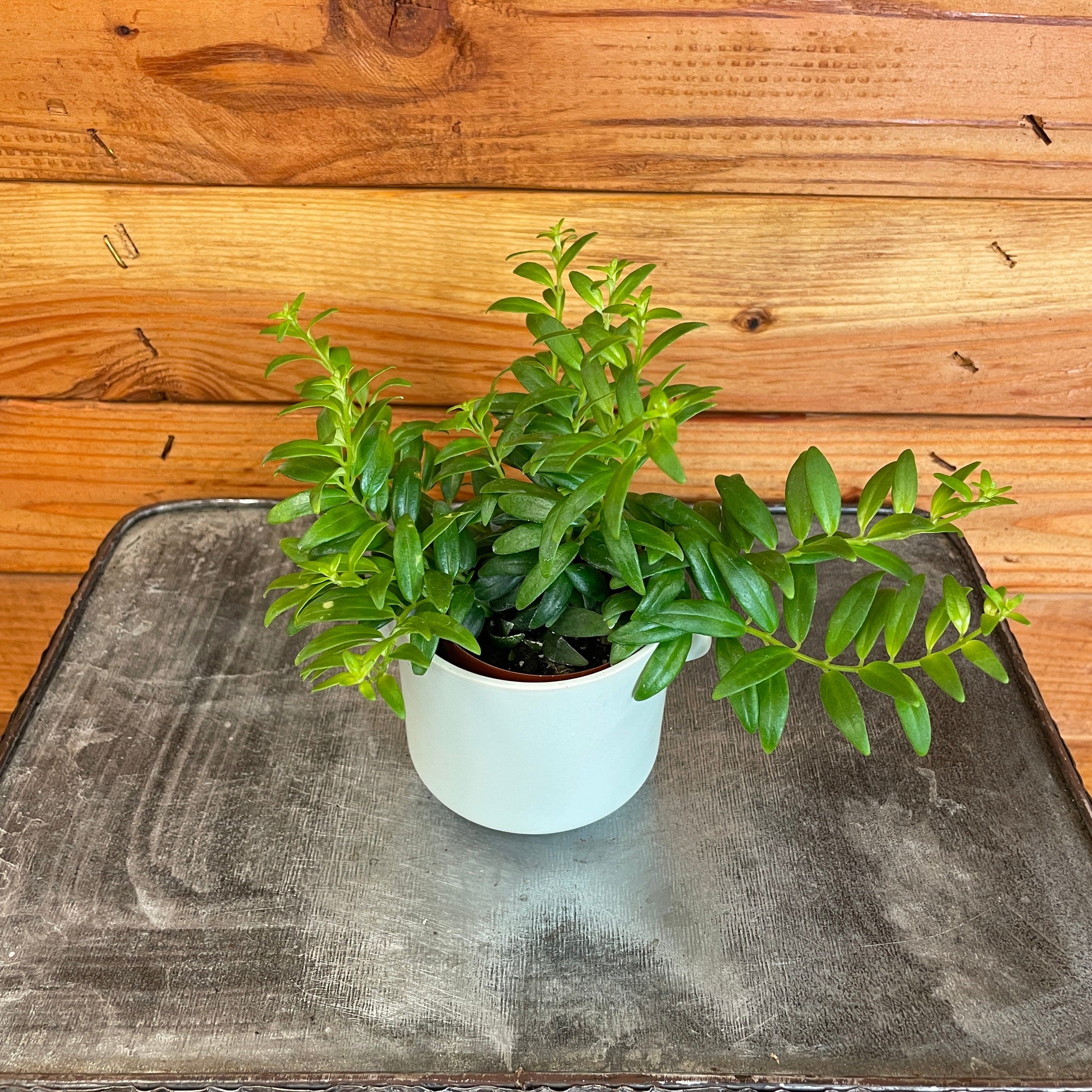 Aeschynanthus 'Japhrolepis' Lipstick Plant, 2-inch Plant product image 1