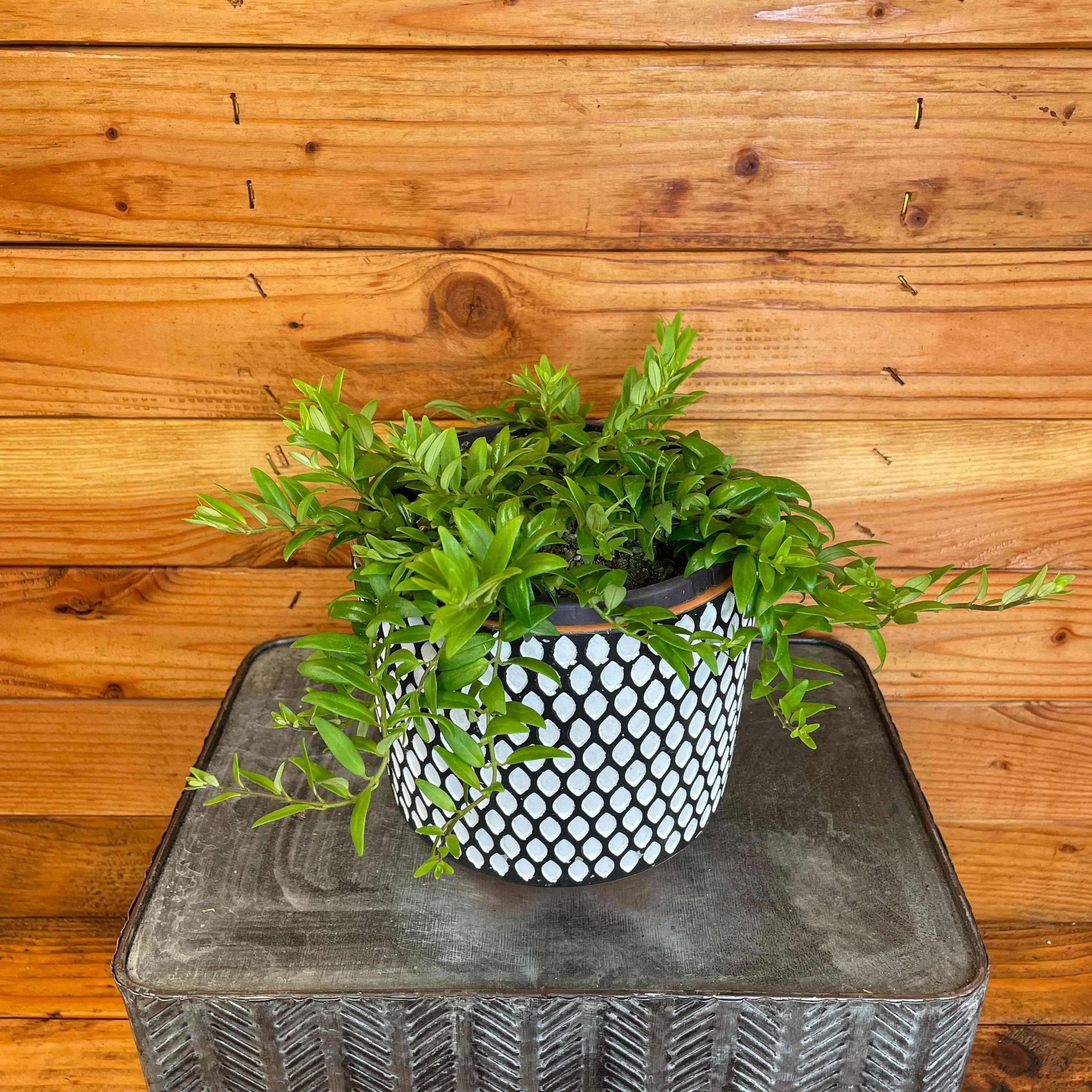 Aeschynanthus 'Japhrolepis' Lipstick Plant Cuttings, 5 Unrooted — product image 2