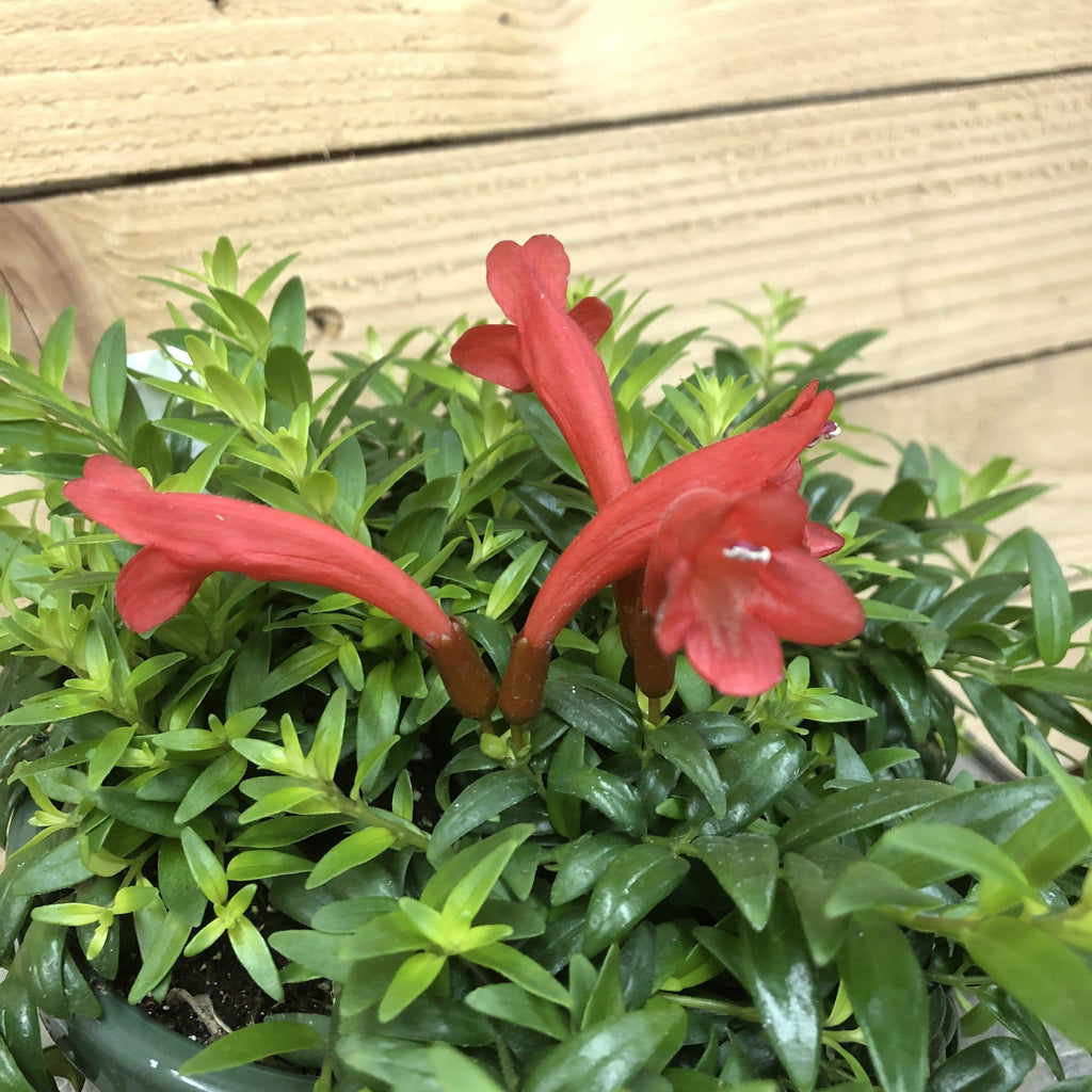 Aeschynanthus 'Japhrolepis' Lipstick Plant Cuttings, 5 Unrooted — product image 3