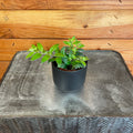 Aeschynanthus radicans 'Ruby' Lipstick Plant, 2-inch Plant product image 1