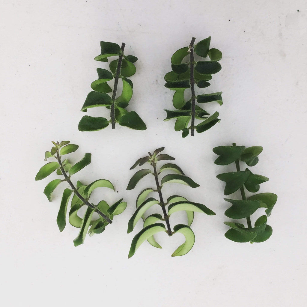 Aeschynanthus 'Twister' Lipstick Plant Cuttings, 5 Unrooted product image 1