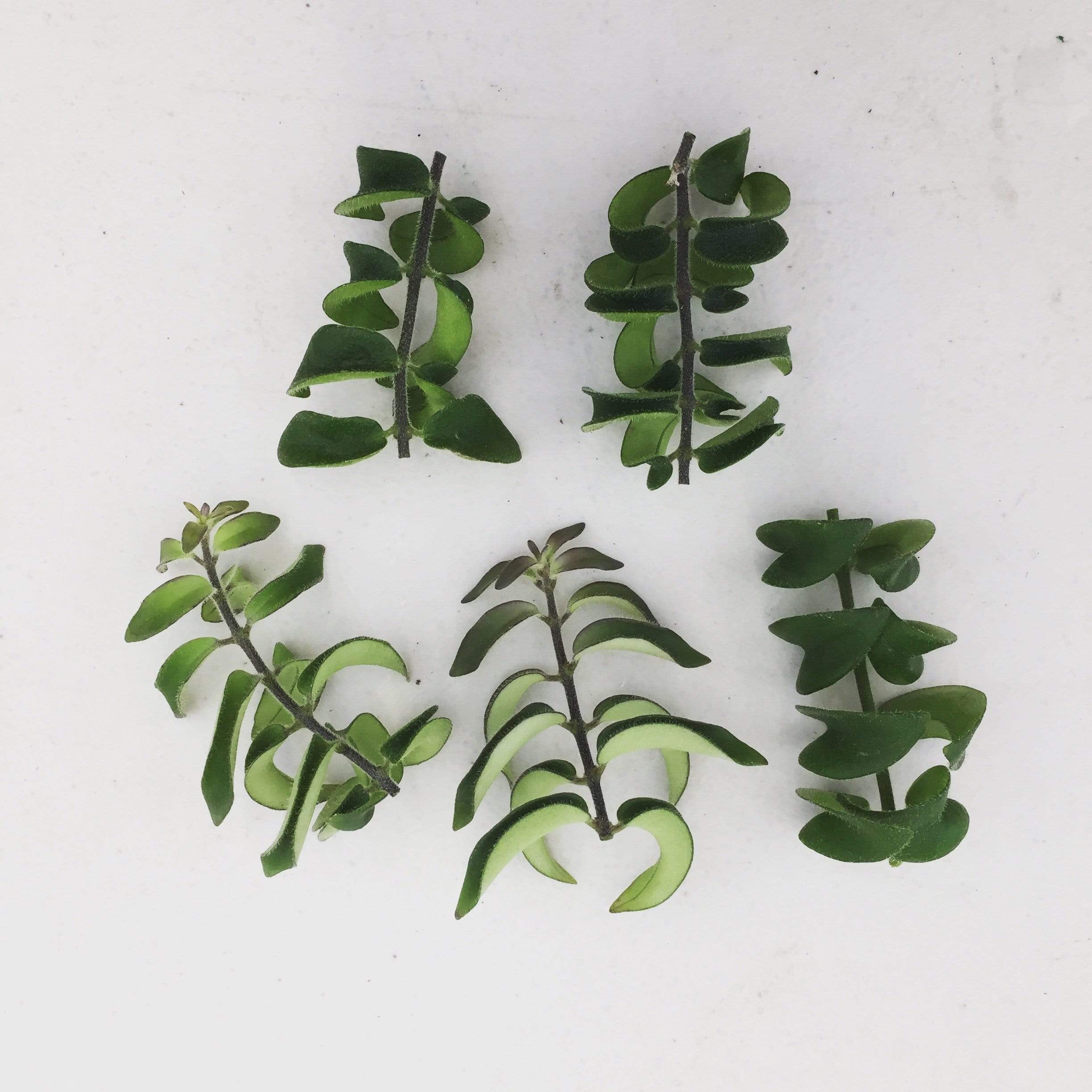 Aeschynanthus 'Twister' Lipstick Plant Cuttings, 5 Unrooted product image 1