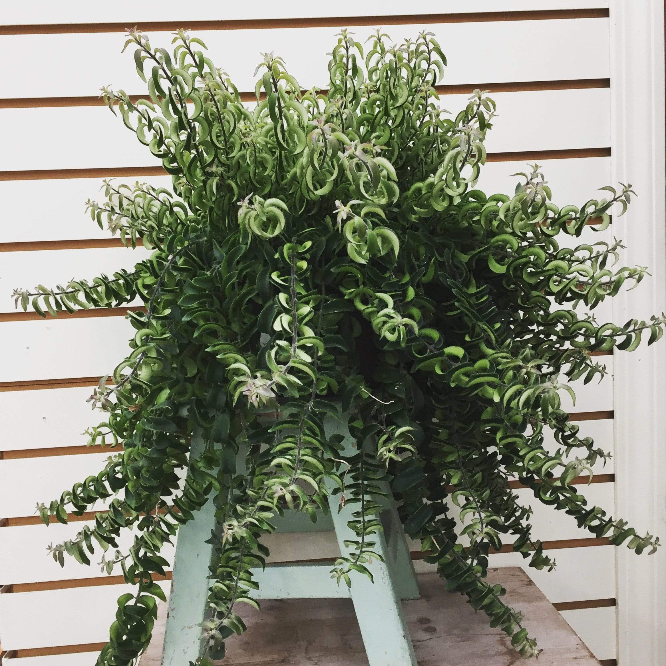 Aeschynanthus 'Twister' Lipstick Plant Cuttings, 5 Unrooted product image 2