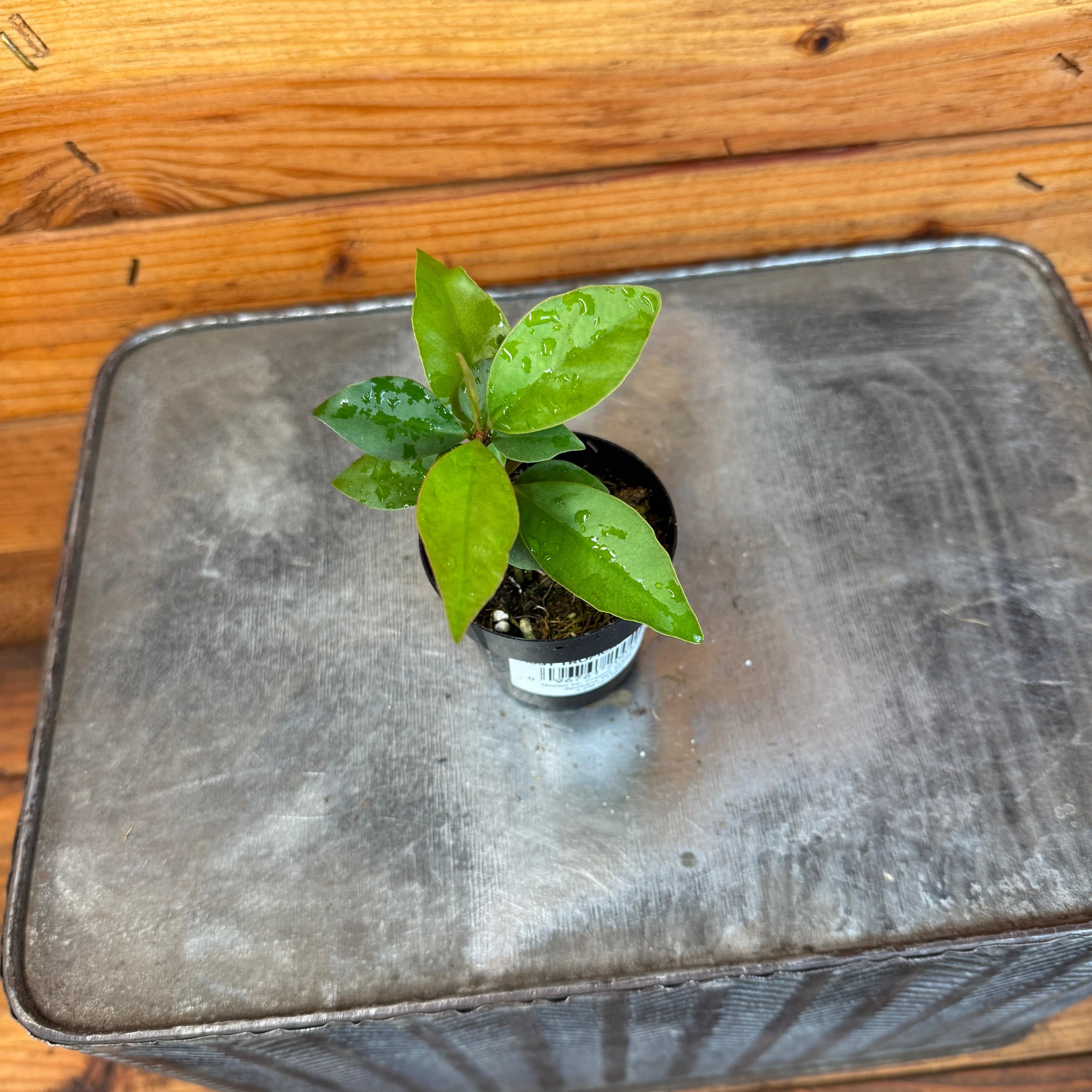 Ardisia humilis, 2-inch Plant