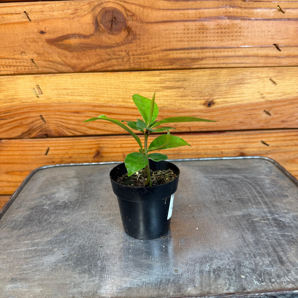 Ardisia humilis, 2-inch Plant — product image 2