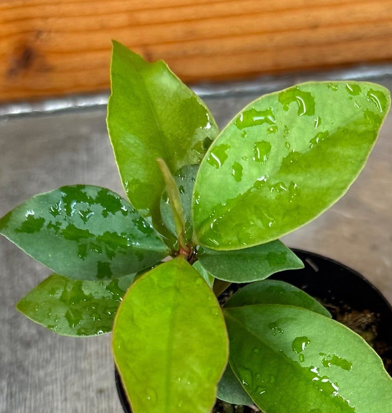 Ardisia humilis, 2-inch Plant — product image 5