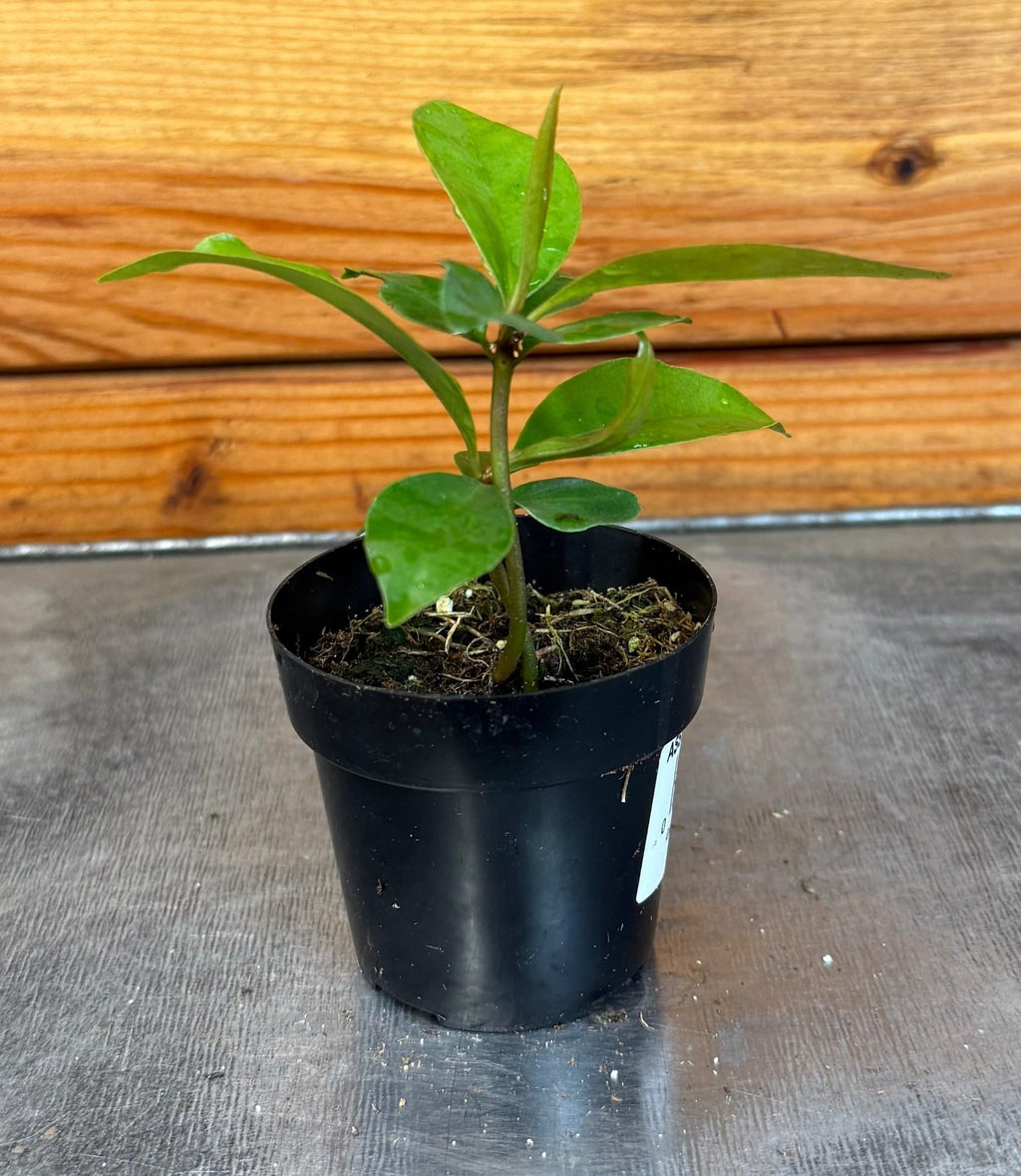 Ardisia humilis, 2-inch Plant — product image 4