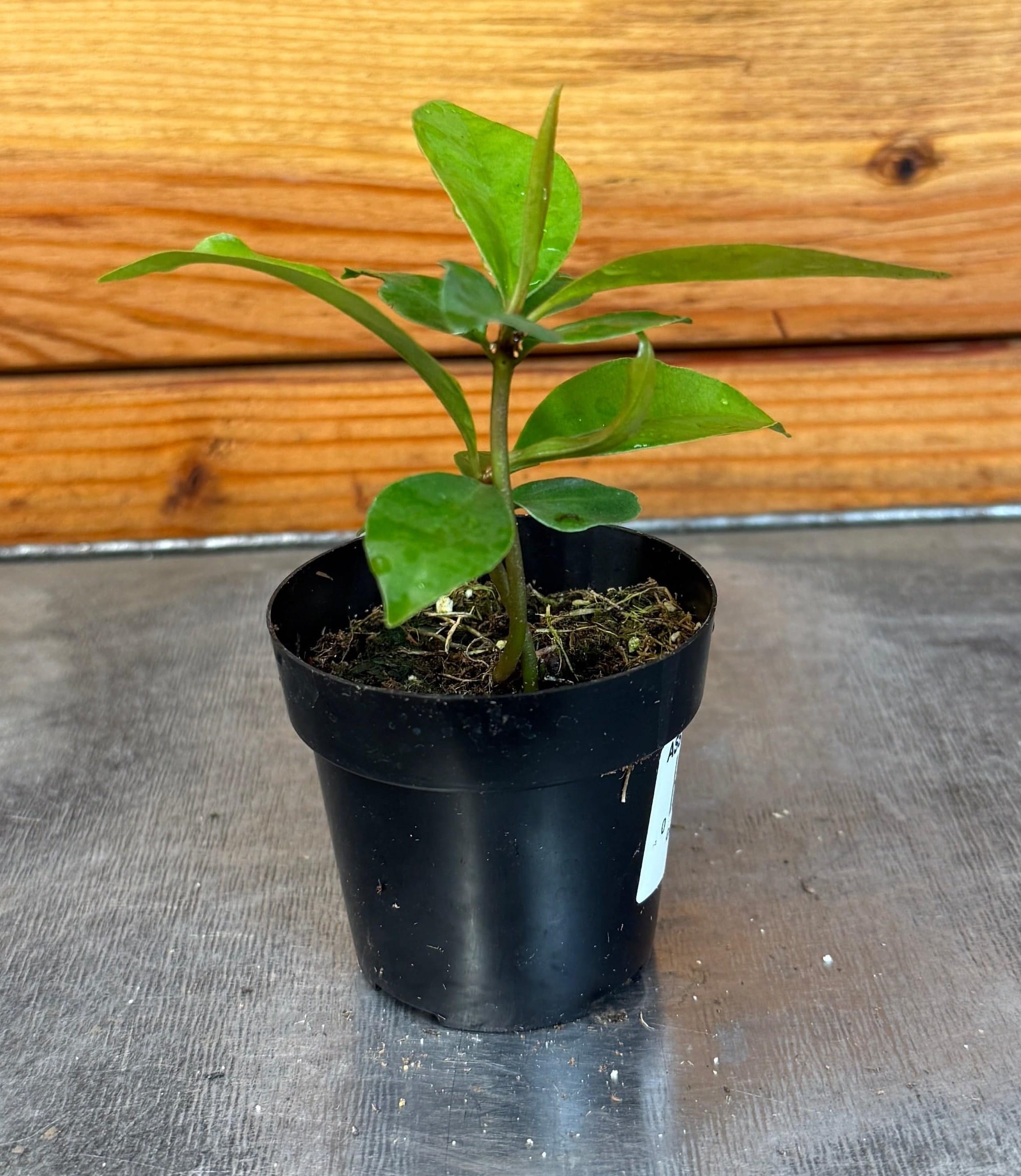 Ardisia humilis, 2-inch Plant — product image 4