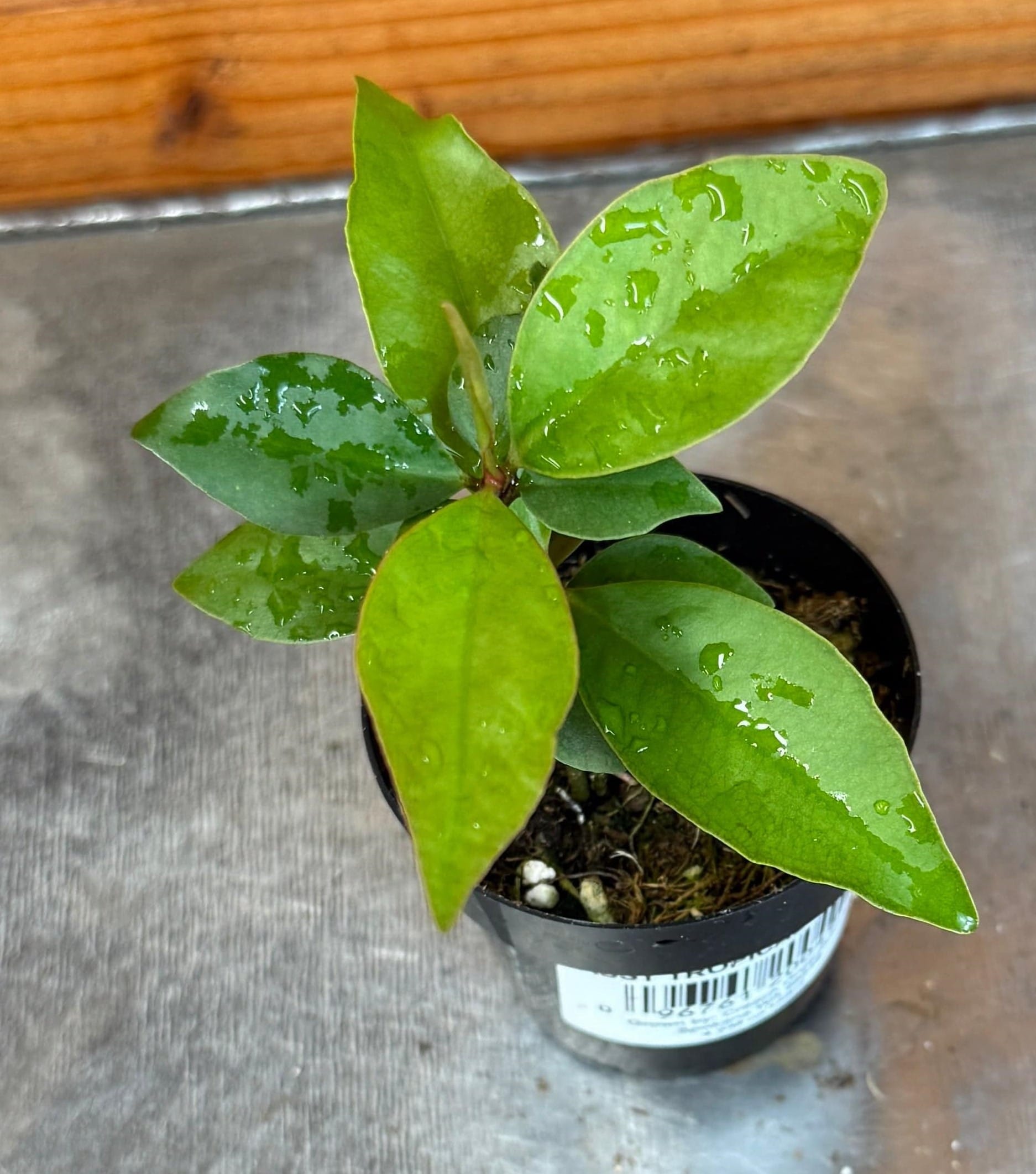 Ardisia humilis, 2-inch Plant — product image 3