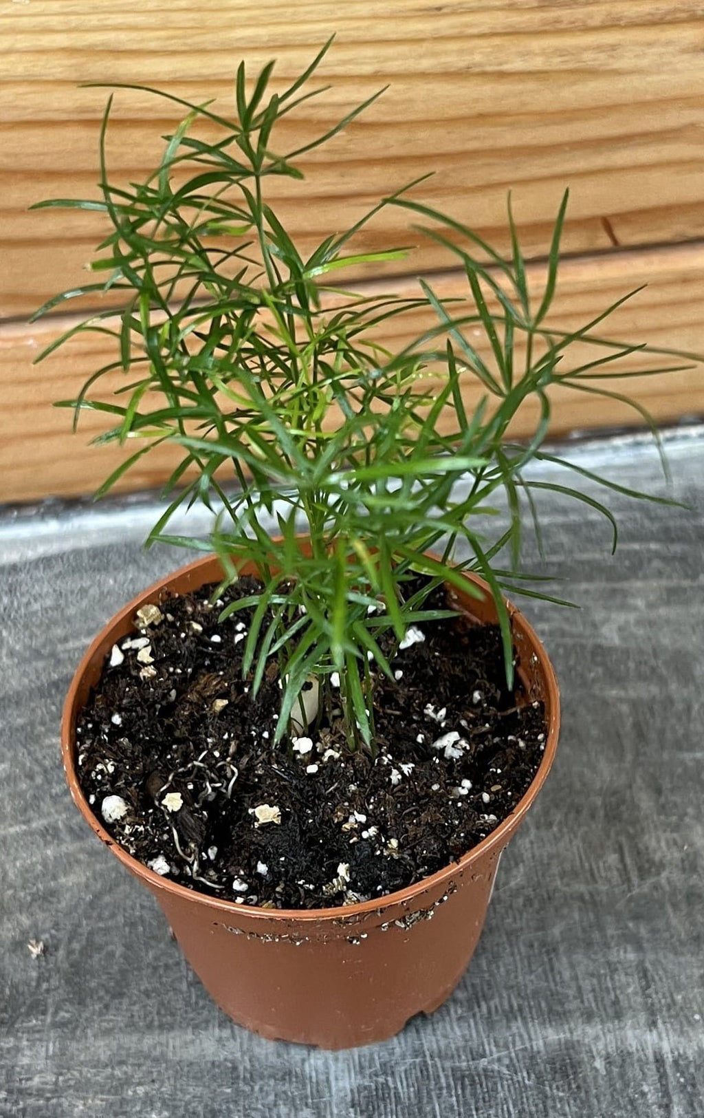 Asparagus densiflorus 'Sprengeri' Fern, 2-inch Plant product image 4