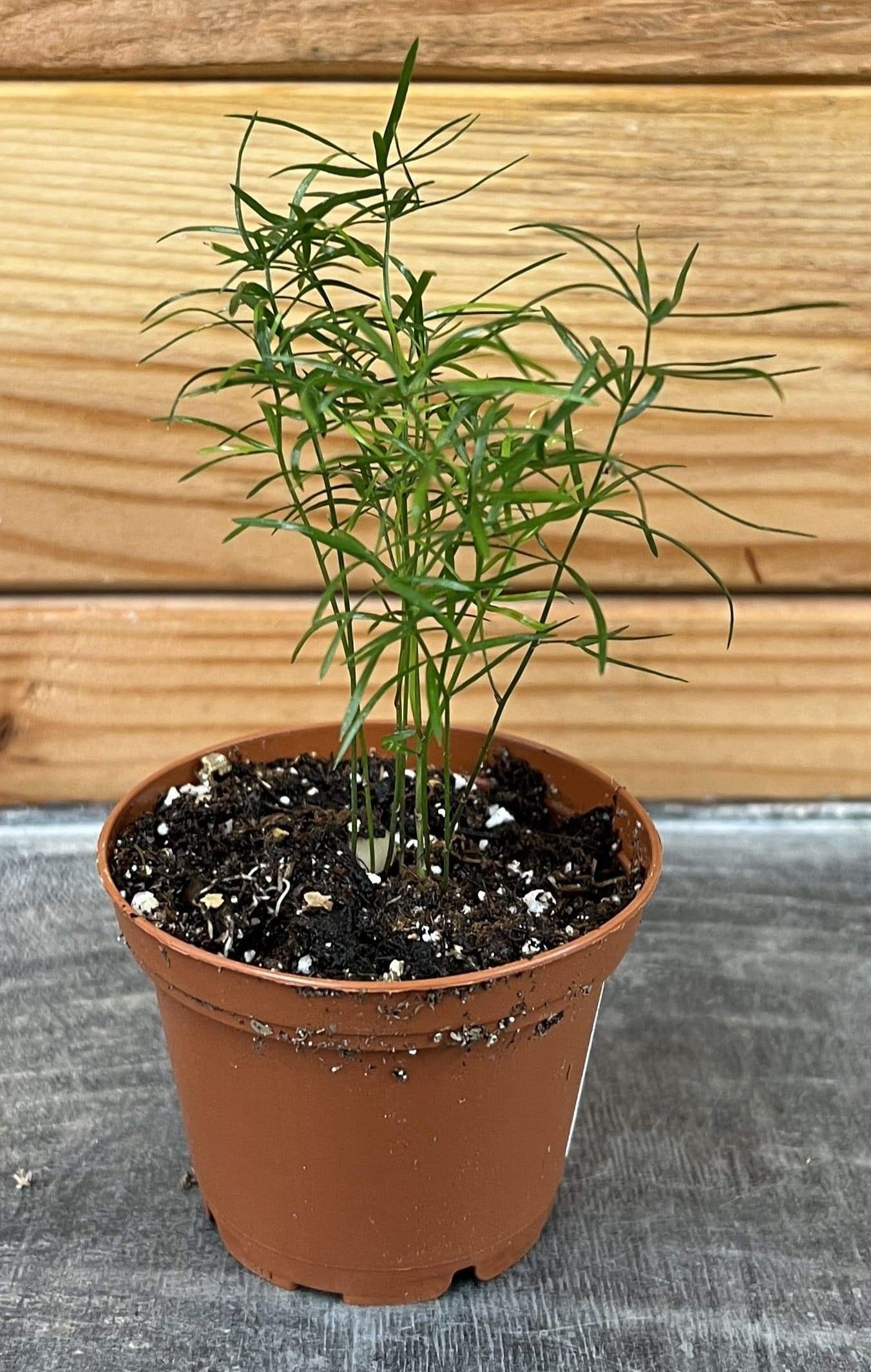 Asparagus densiflorus 'Sprengeri' Fern, 2-inch Plant product image 3