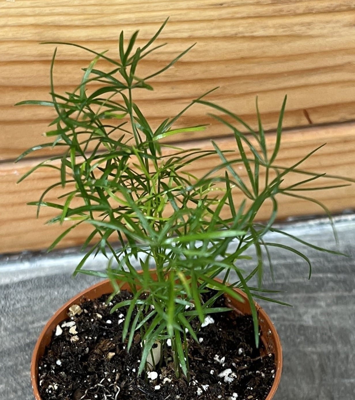 Asparagus densiflorus 'Sprengeri' Fern, 2-inch Plant product image 5