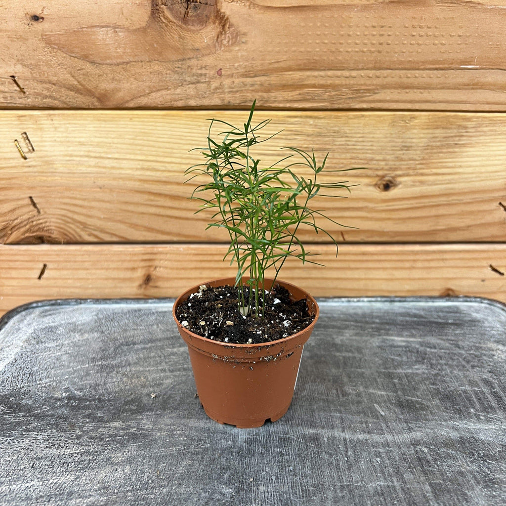 Asparagus densiflorus 'Sprengeri' Fern, 2-inch Plant product image 1
