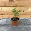 Asparagus densiflorus 'Sprengeri' Fern, 2-inch Plant product image 1