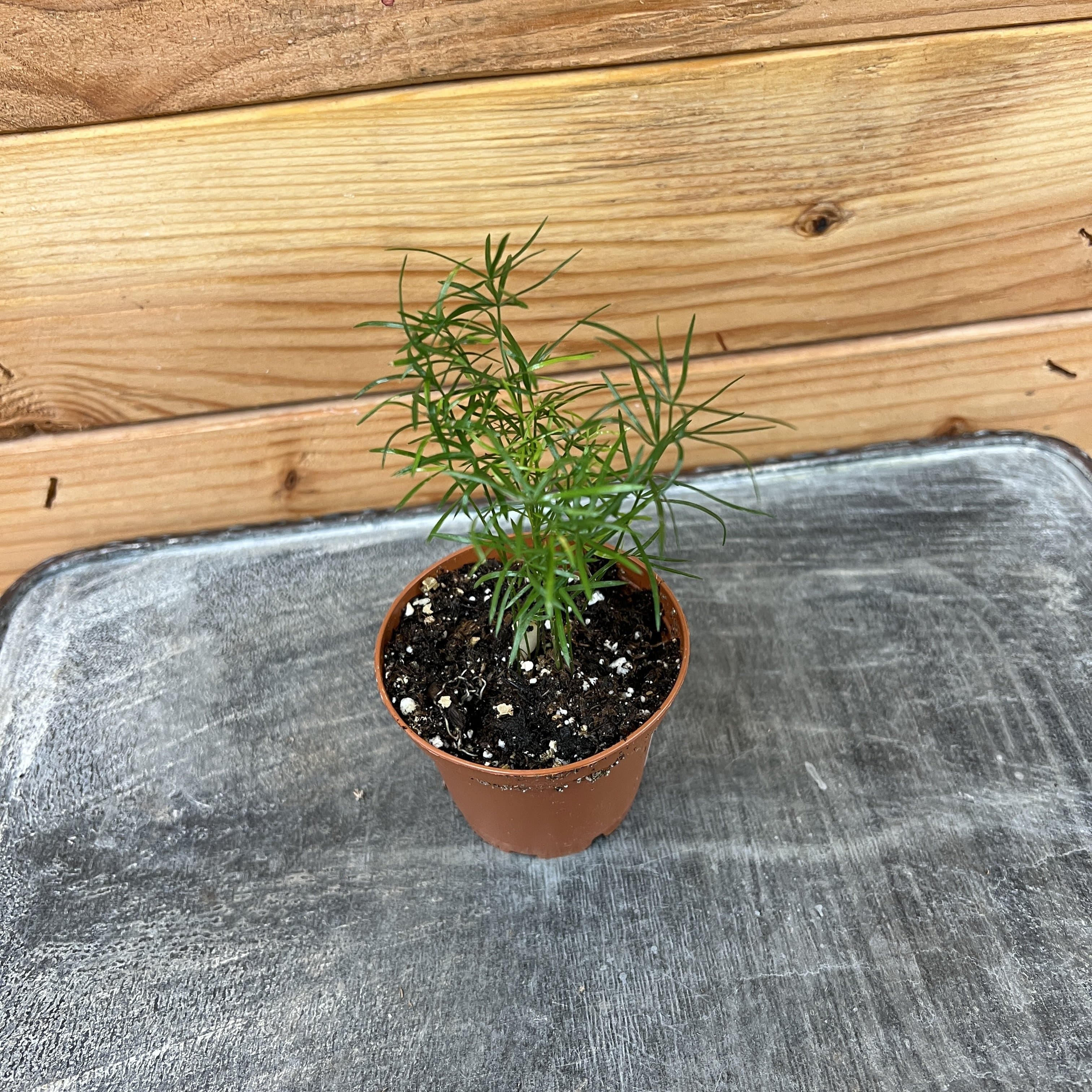 Asparagus densiflorus 'Sprengeri' Fern, 2-inch Plant product image 2