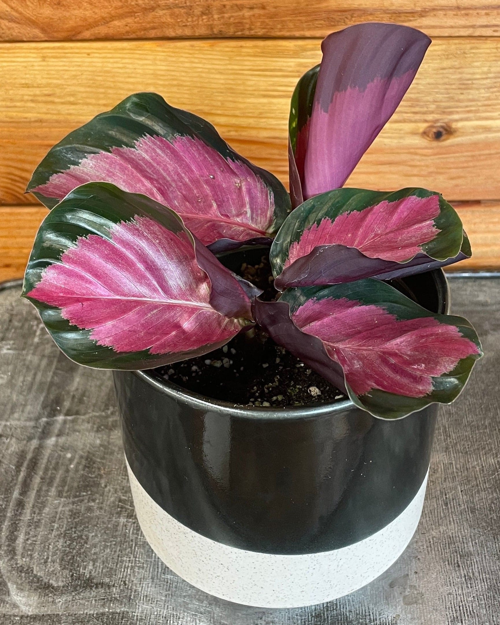 Calathea roseopicta 'Rosy', 4-inch Plant product image 4