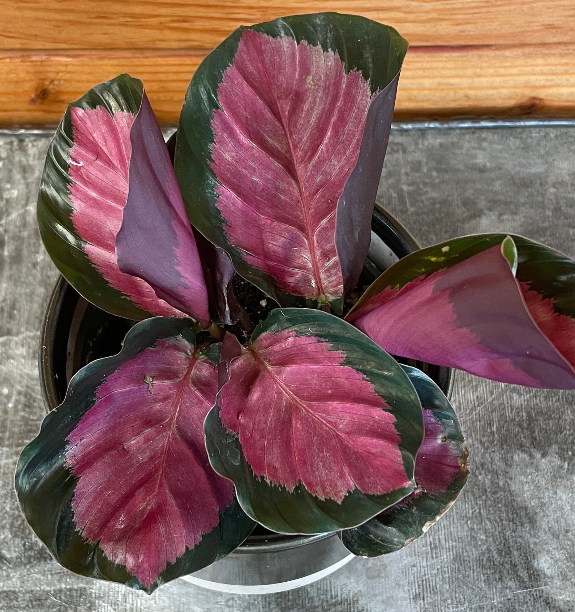 Calathea roseopicta 'Rosy', 4-inch Plant product image 3