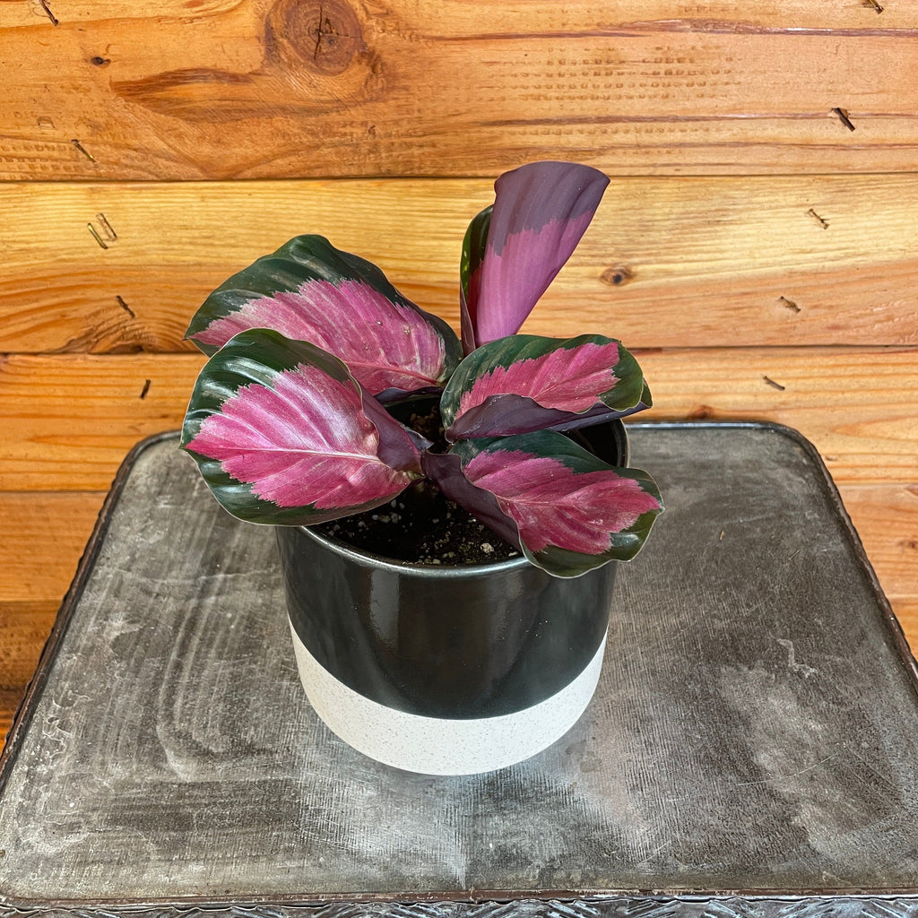 Calathea roseopicta 'Rosy', 4-inch Plant product image 1