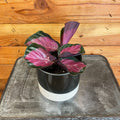 Calathea roseopicta 'Rosy', 4-inch Plant product image 1