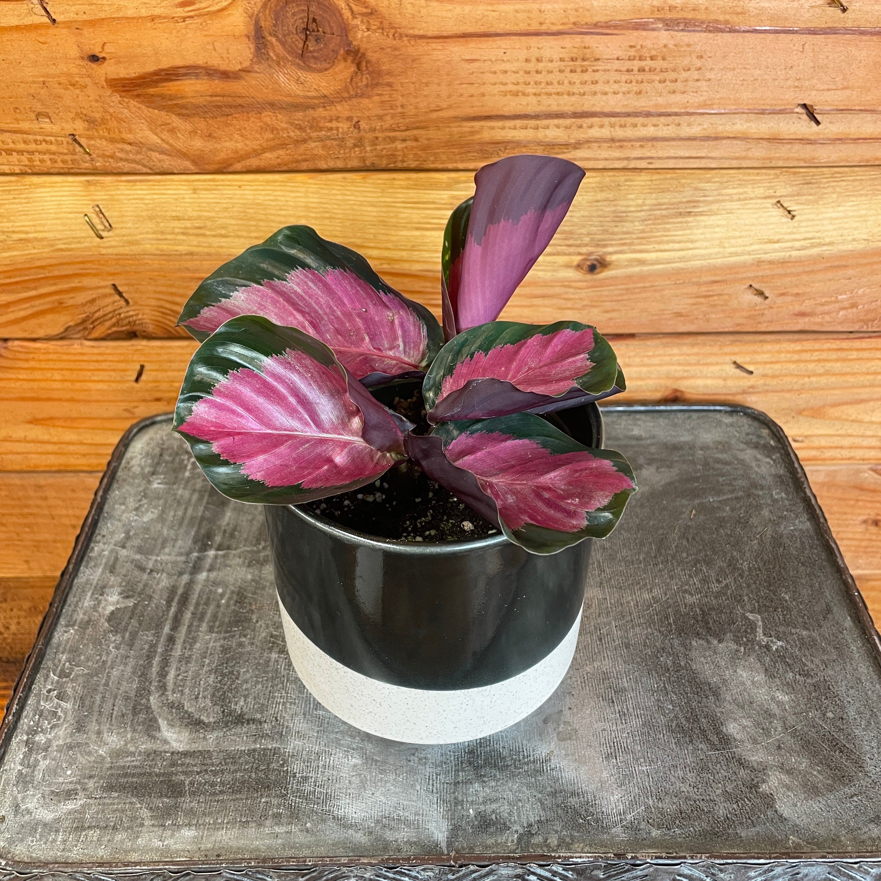 Calathea roseopicta 'Rosy', 4-inch Plant product image 1