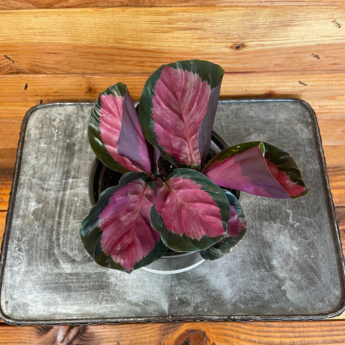 Calathea roseopicta 'Rosy', 4-inch Plant product image 2