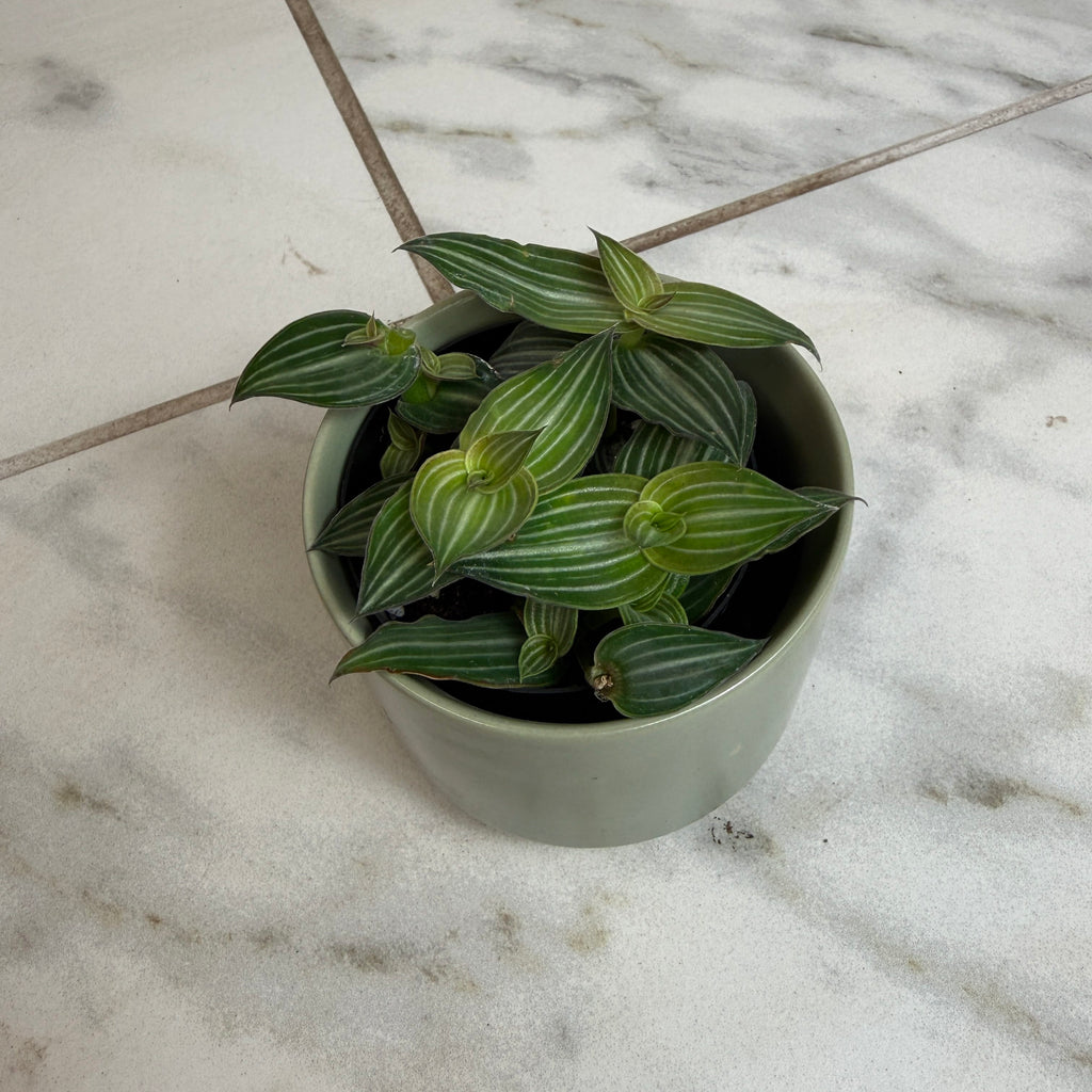 Callisia elegans, 2-inch Plant product image 5