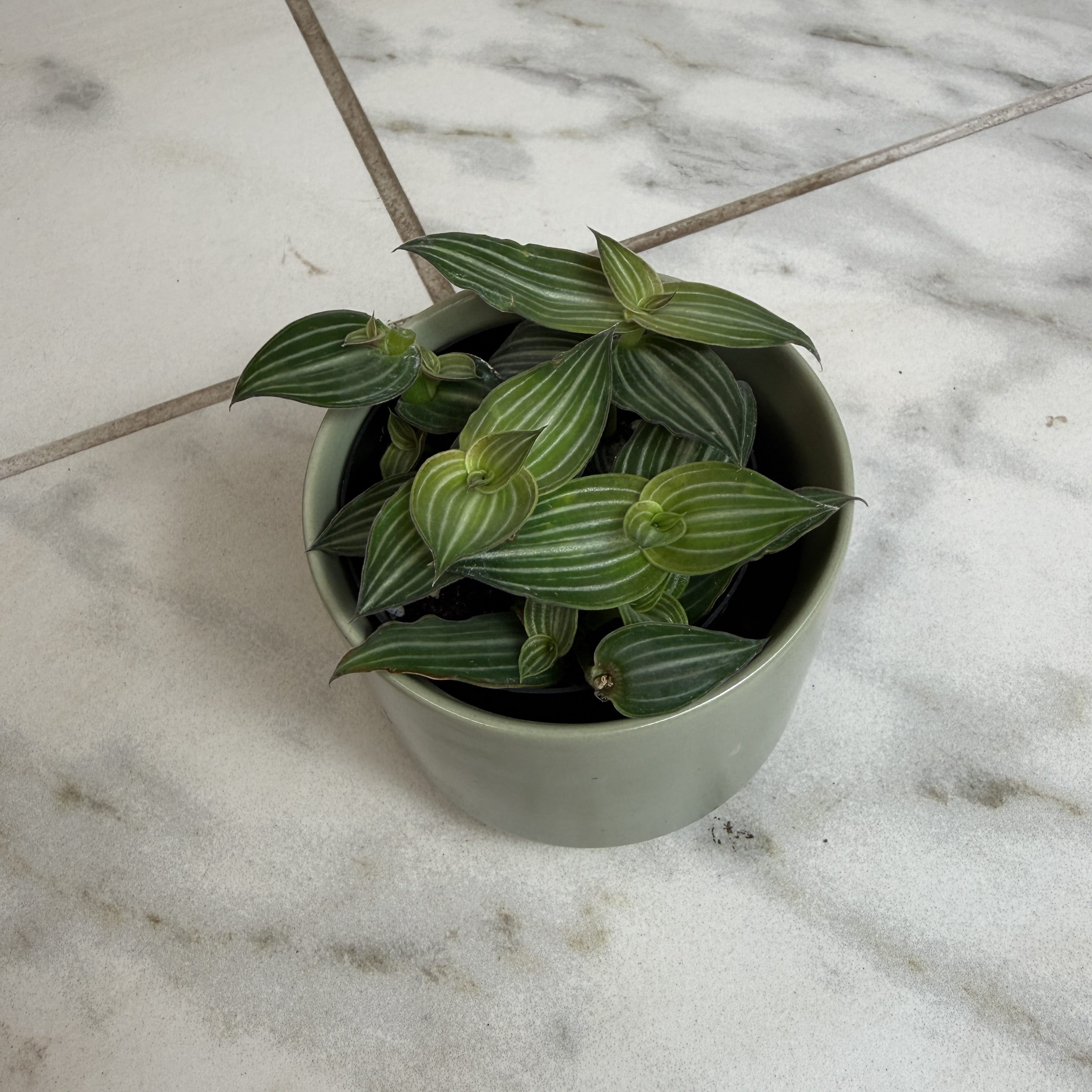 Callisia elegans, 2-inch Plant product image 5