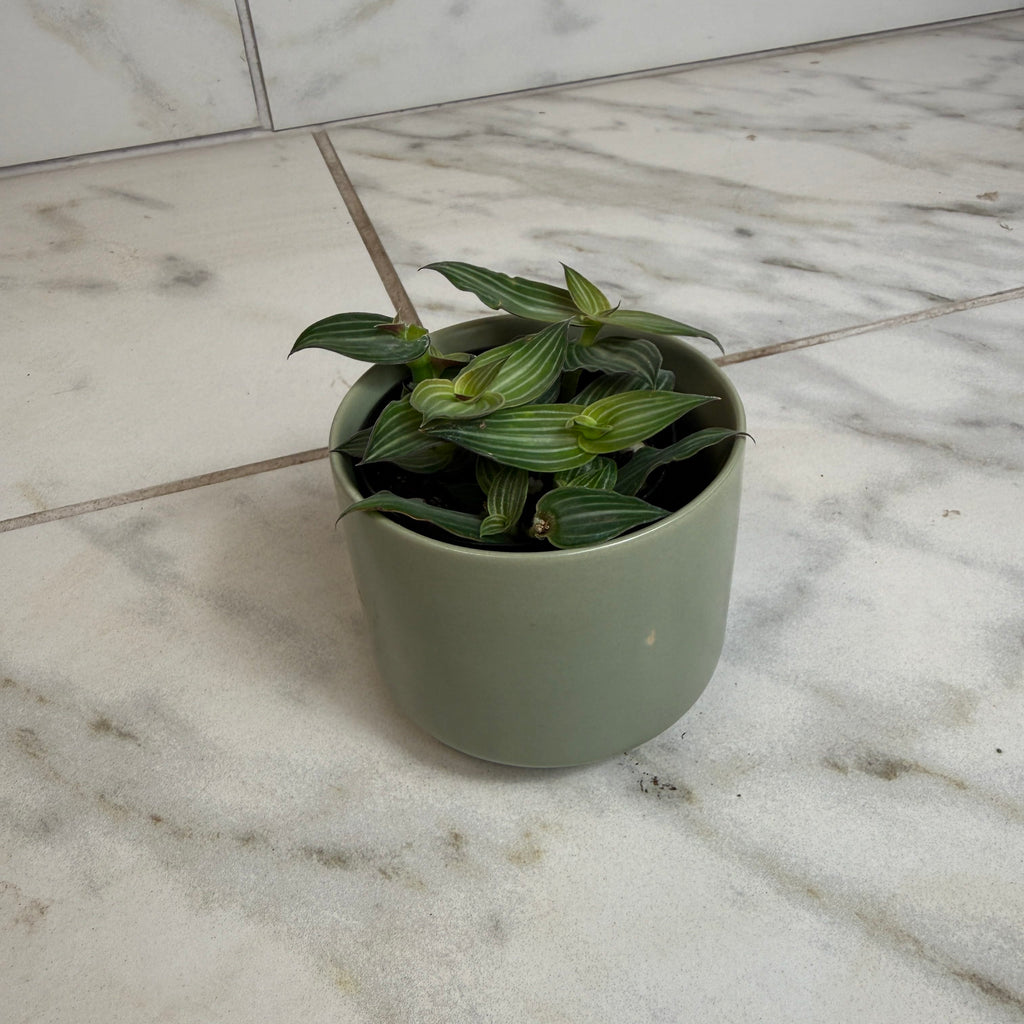 Callisia elegans, 2-inch Plant product image 4