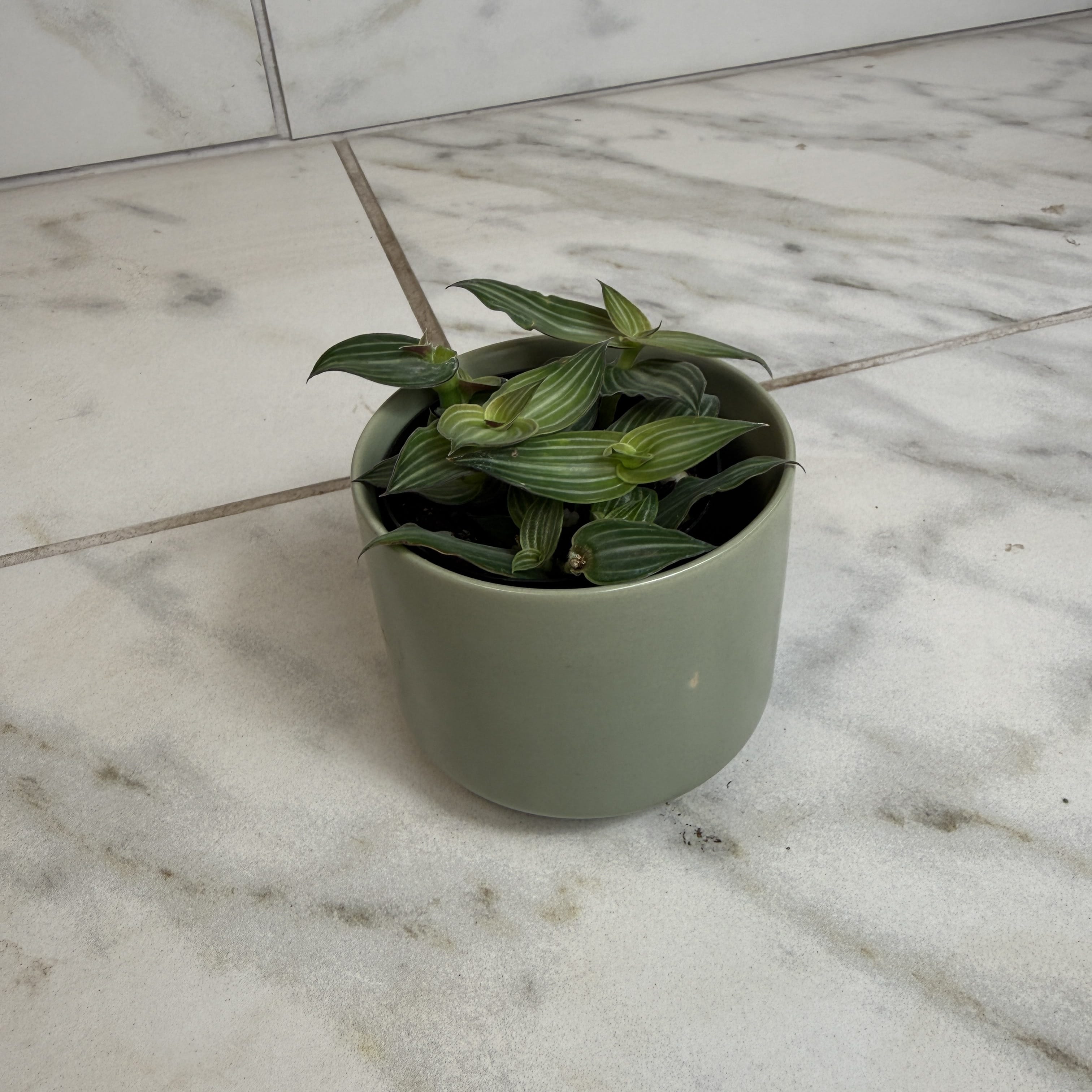 Callisia elegans, 2-inch Plant product image 4