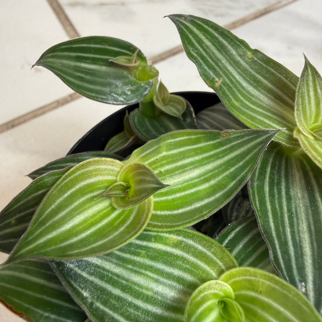 Callisia elegans, 2-inch Plant product image 3