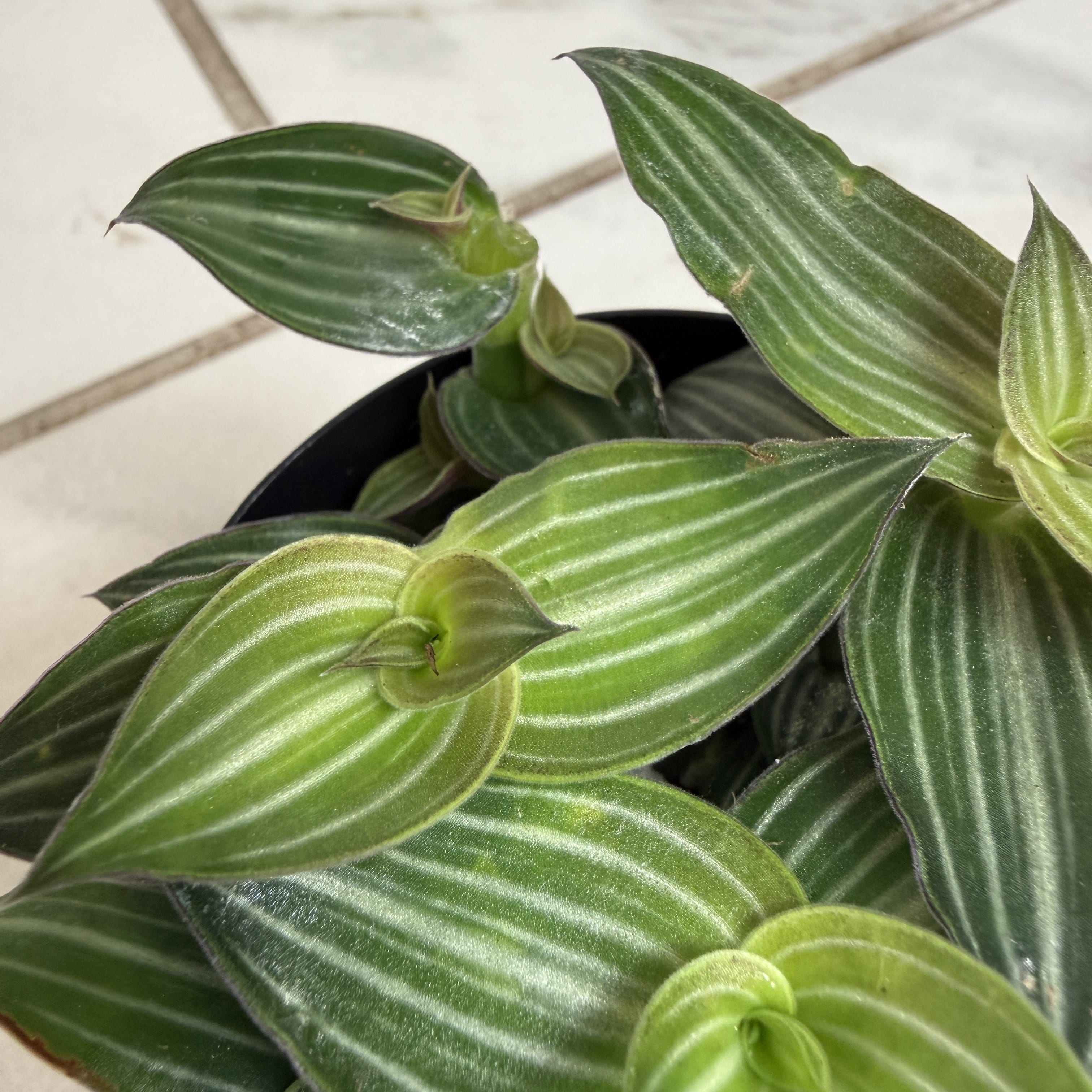 Callisia elegans, 2-inch Plant product image 3