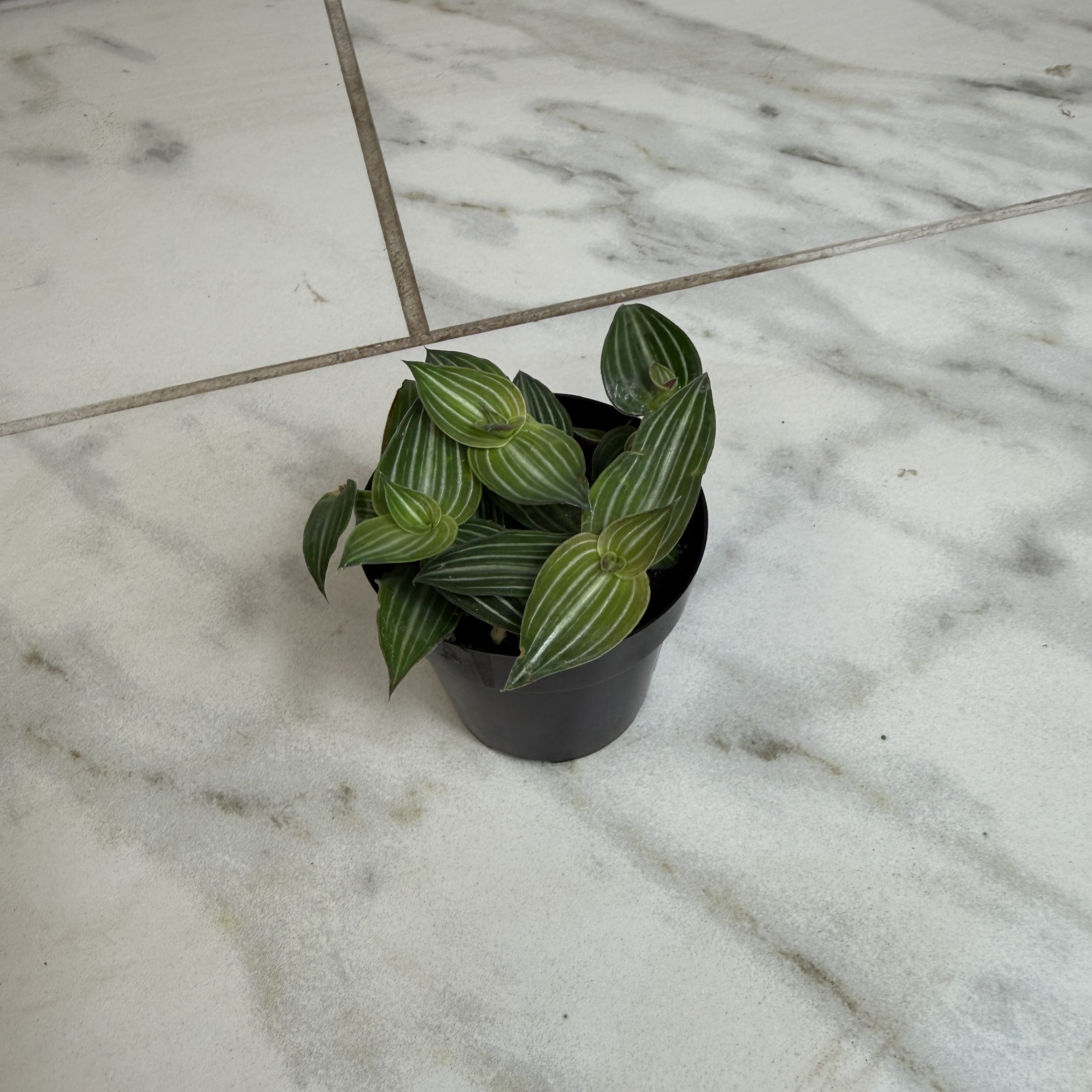 Callisia elegans, 2-inch Plant product image 2