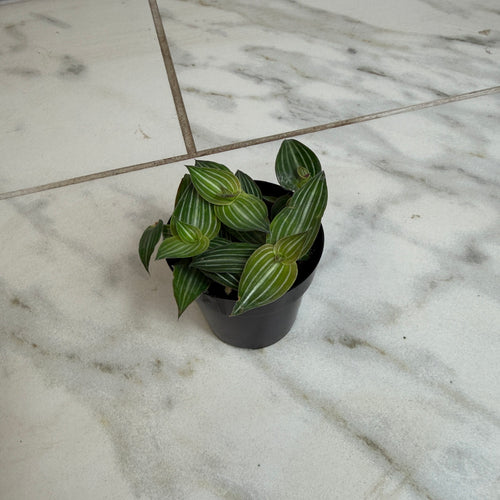 Callisia elegans, 2-inch Plant product image 2
