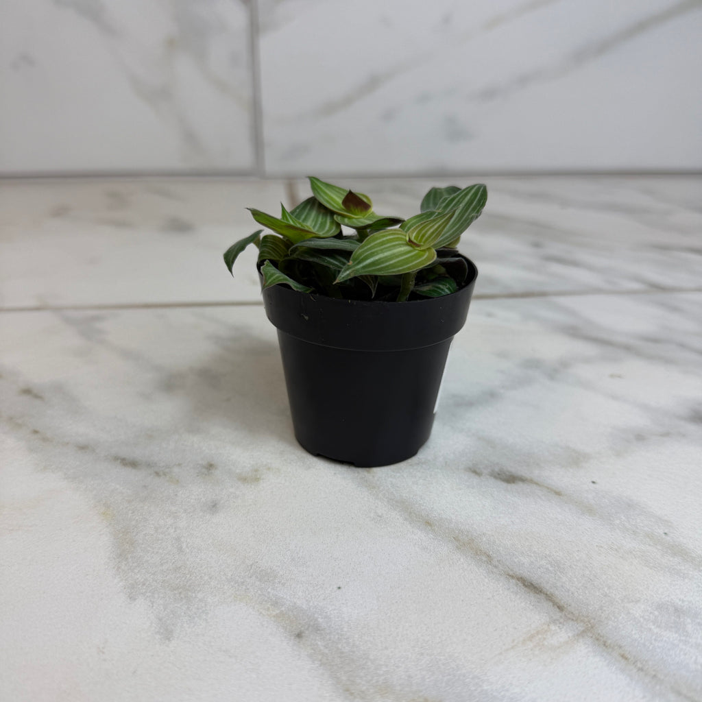 Callisia elegans, 2-inch Plant product image 1