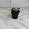 Callisia elegans, 2-inch Plant product image 1
