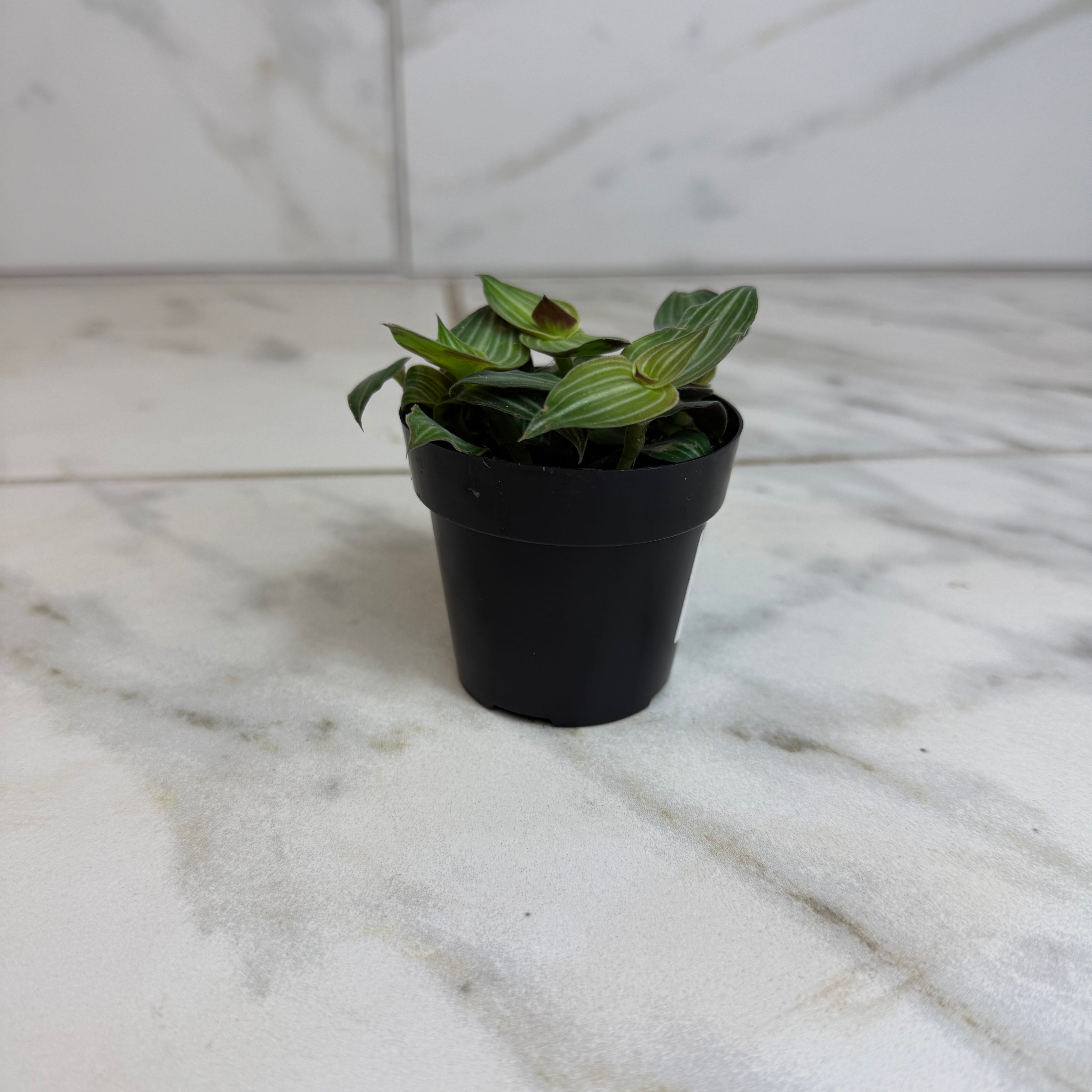 Callisia elegans, 2-inch Plant product image 1
